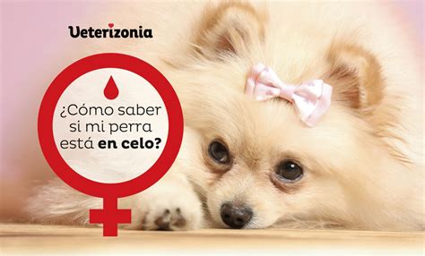 sexo con mi perro|MI PERRA EN CELO ESTA LITAS PARA SEXO .